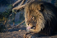 Profile of a male African lion