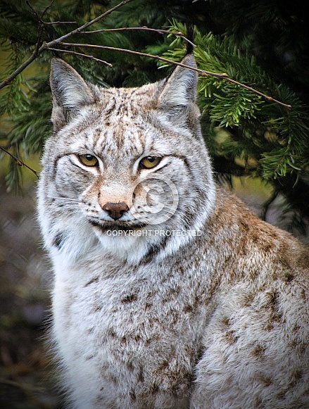 Eurasian Lynx