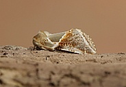 Buff Arches moth