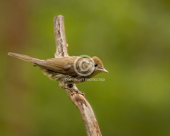 Eurasian Blackcap Eurasian Blackcap