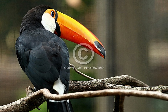 Toucan