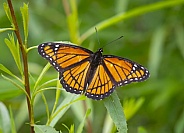 Viceroy Butterfly