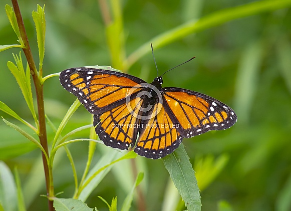 Viceroy Butterfly