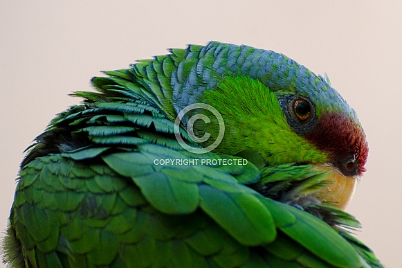 Lilac-crowned Amazon Parrot