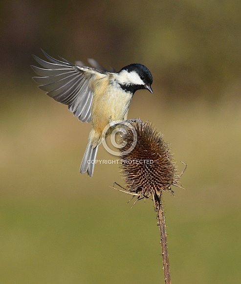 Coal Tit Coal Tit