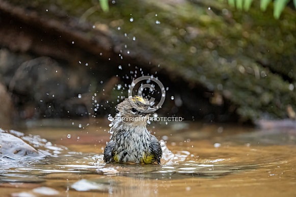 Yellow-rumped Warbler