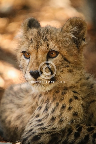 Cheetah Cub