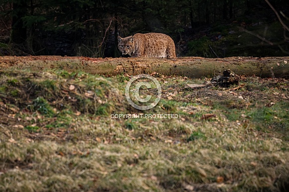 Eurasian lynx in the nature habitat. Beautiful and charismatic animal. Wild Europe. European wildlife. Animals in european forests. Lynx lynx.