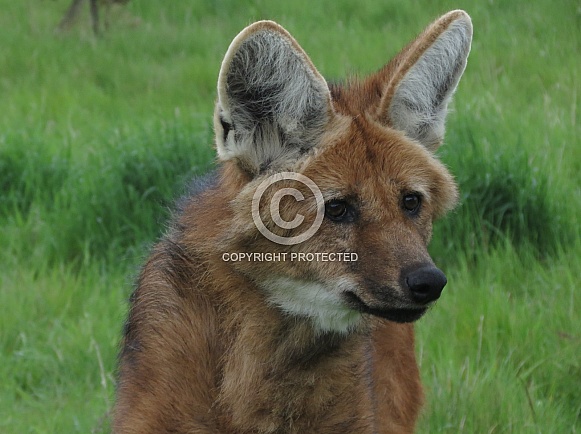 Maned Wolf