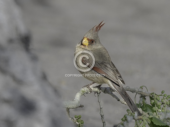 Female Pyrrhuloxia Desert Cardinal in Arizona