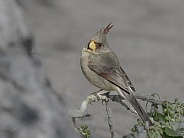 Female Pyrrhuloxia Desert Cardinal in Arizona