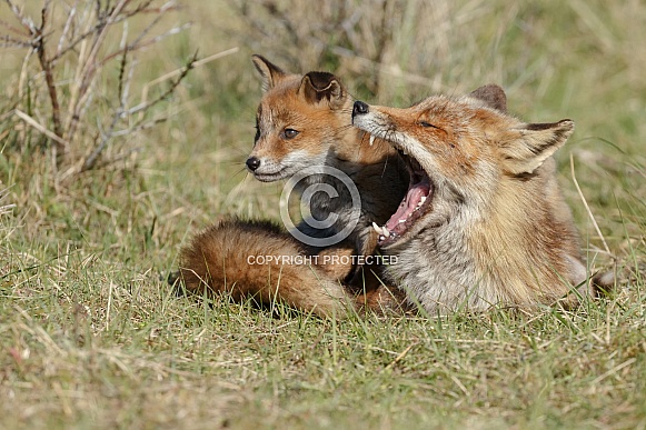 Red fox cubs
