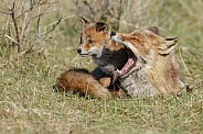 Red fox cubs