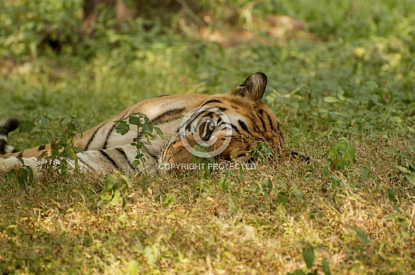 Bengal Tiger