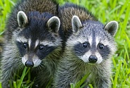 Raccoons