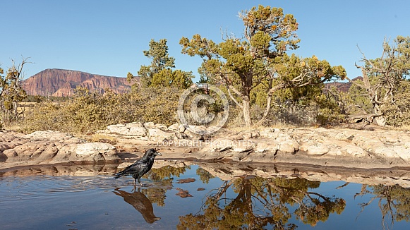 Raven, Corvus corax Raven, Corvus corax