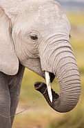 African Elephant