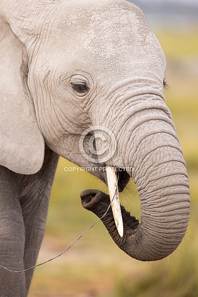 African Elephant