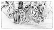 Siberian Tiger-On The Move