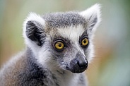 Ring-Tailed Lemur (lemur Catta)