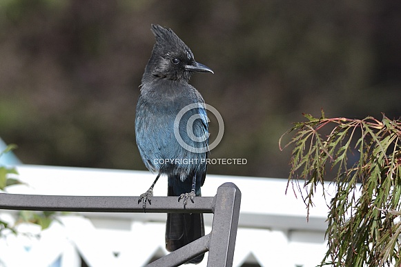 Steller's Jay Steller's Jay