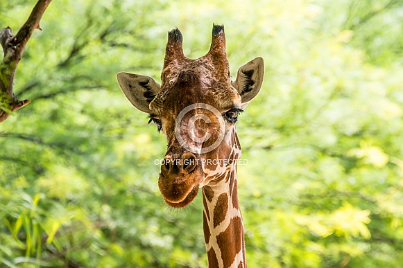 Giraffe