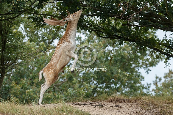 Fallow deer Fallow deer