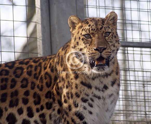 Leopard