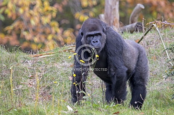 Gorilla Gorilla