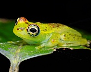 Bott's Bright Eyed Frog