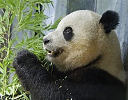 Giant Panda