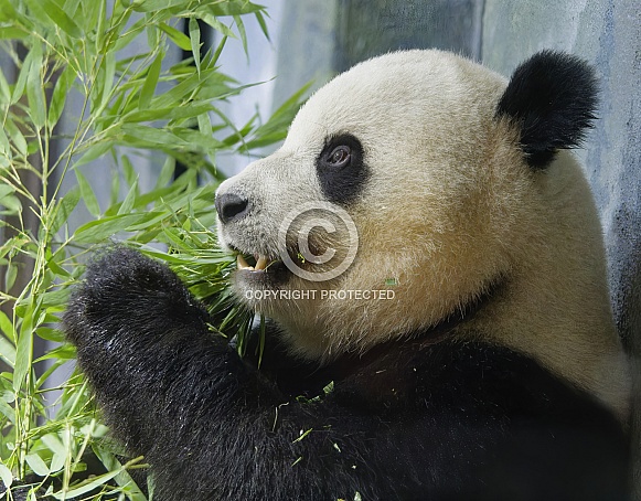 Giant Panda