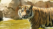 Sumatran Tiger