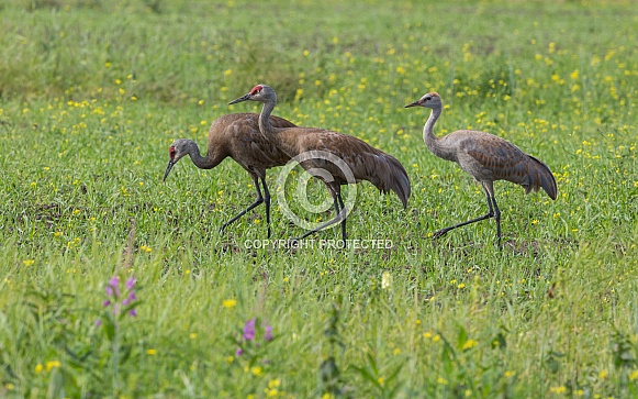 Sandhill Crane Family Walking