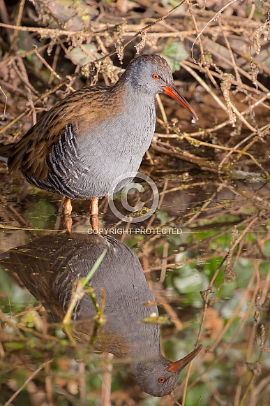 Water Rail