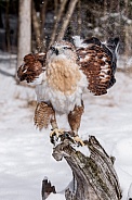 Ferruginous Hawk