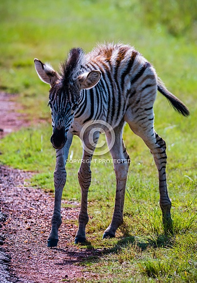Burchell's Zebra Foal Burchell's Zebra Foal