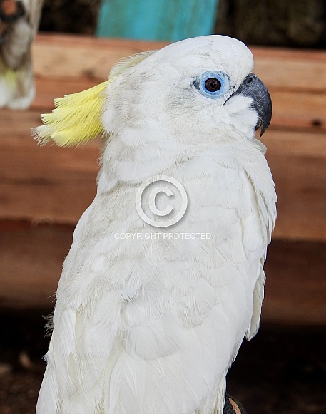 Asian Small-clawed Otters Asian Small-clawed Otters