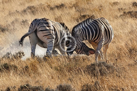 Zebra (Equus quagga) - Namibia Zebra (Equus quagga) - Namibia