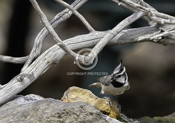 A Bridled Titmouse in Arizona