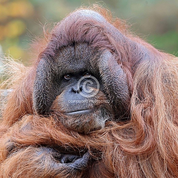 Bornean orangutan (Pongo pygmaeus)