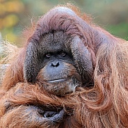 Bornean orangutan (Pongo pygmaeus)