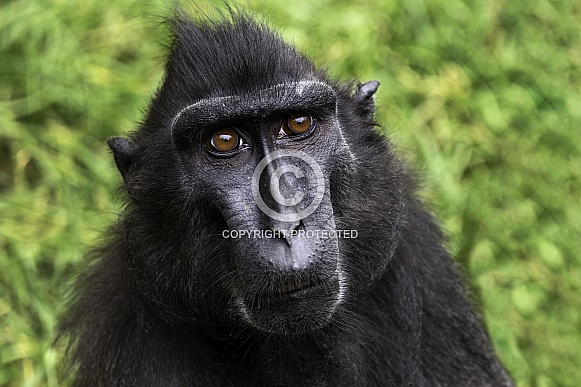 Sulawesi Crested Macaque Close Up Sulawesi Crested Macaque Close Up
