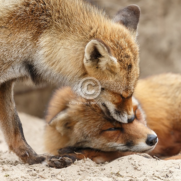 Red fox and cubs