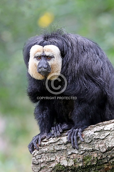 white-faced saki (Pithecia pithecia) white-faced saki (Pithecia pithecia)