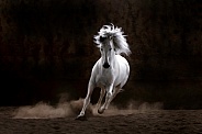 Andalusian Horse--Bedhead Beauty