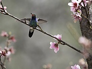 Male Broad-billed Hummingbird in the Garden