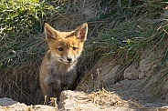 Red fox cub/cubs in nature