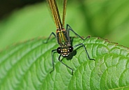 Banded Demoiselle