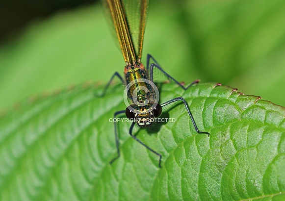 Banded Demoiselle